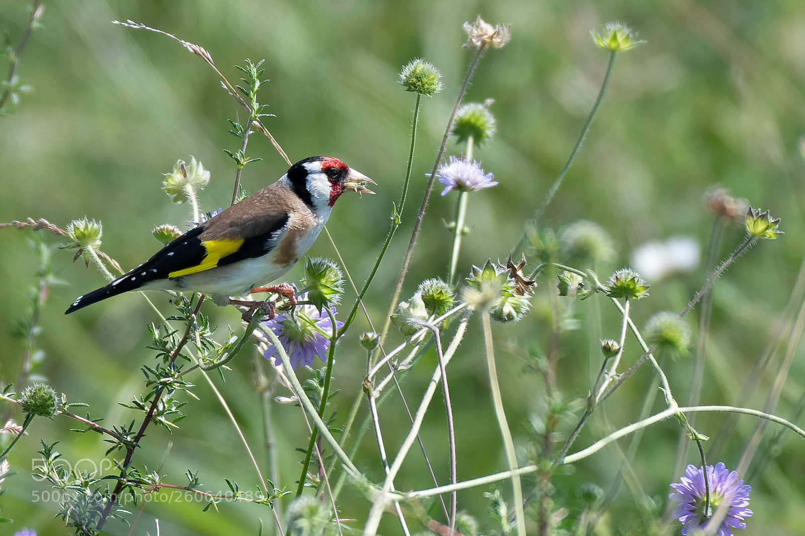 Nikon D850 sample photo. Stieglitz (european goldfinch) photography