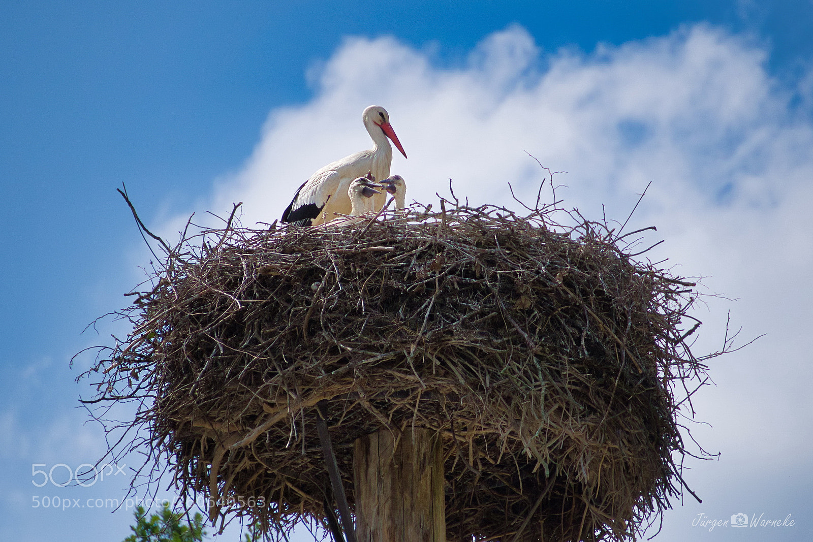 Olympus OM-D E-M10 II sample photo. Nachwuchs bei familie storch photography