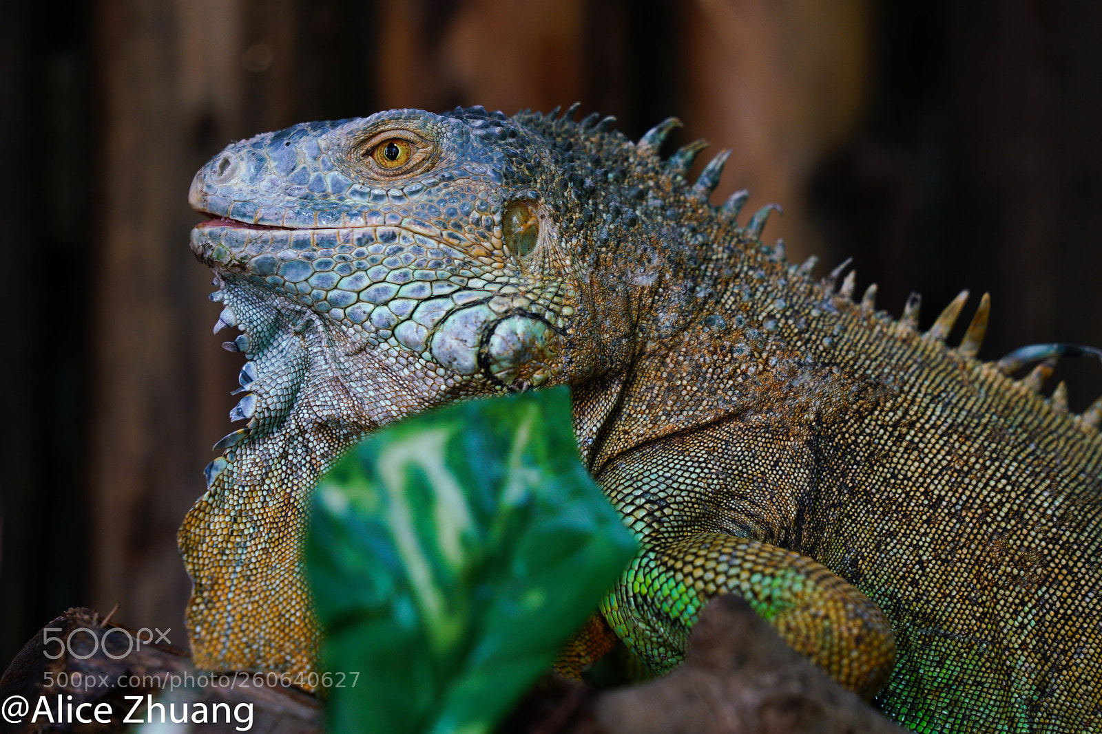 Sony a7R II sample photo. Lizard king photography