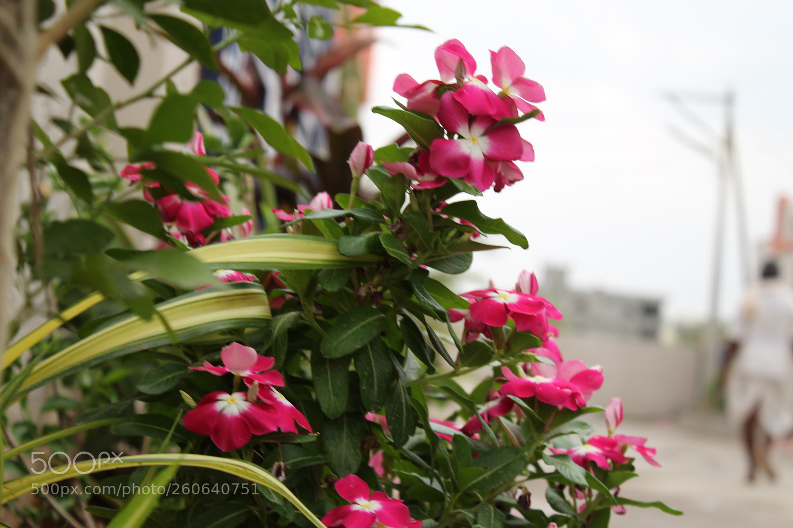 Canon EOS 1300D (EOS Rebel T6 / EOS Kiss X80) sample photo. Img photography