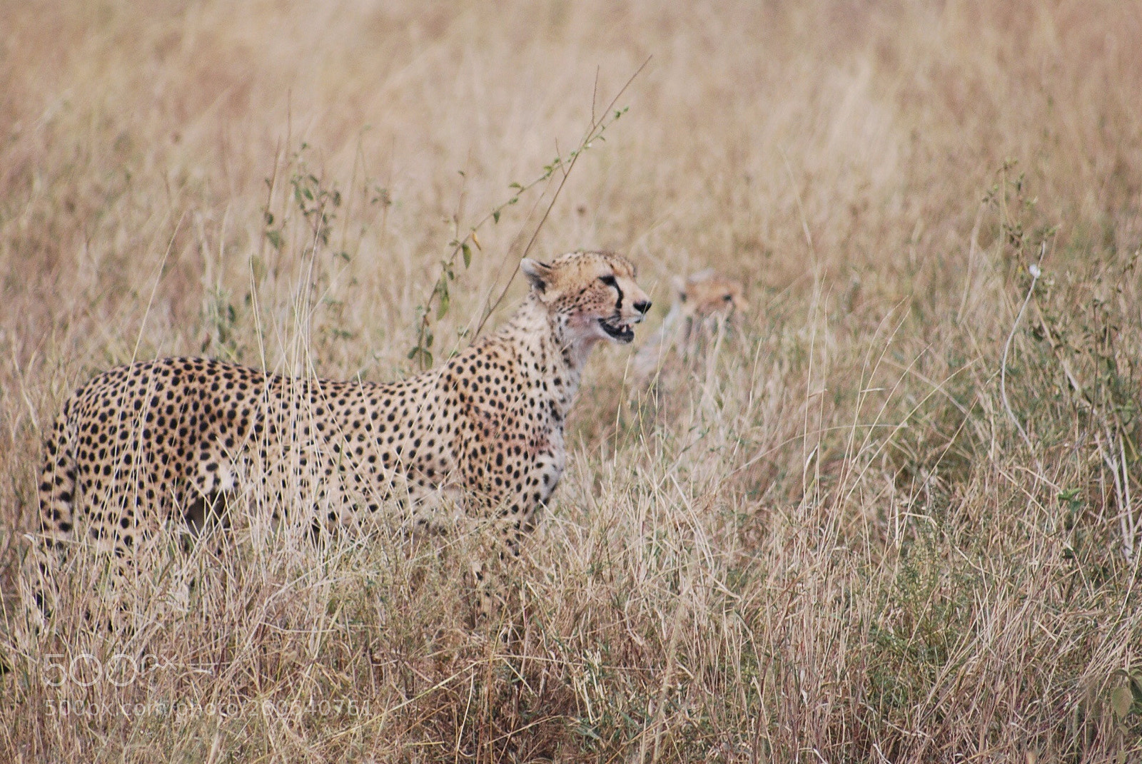 Nikon D40X sample photo. Cheetah
 photography