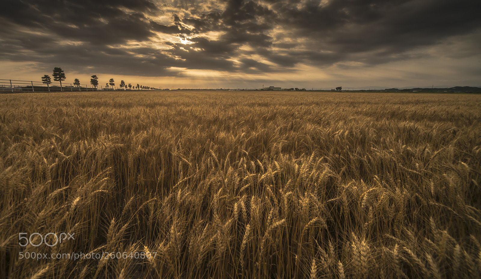 Nikon D800 sample photo. Wheat fields photography