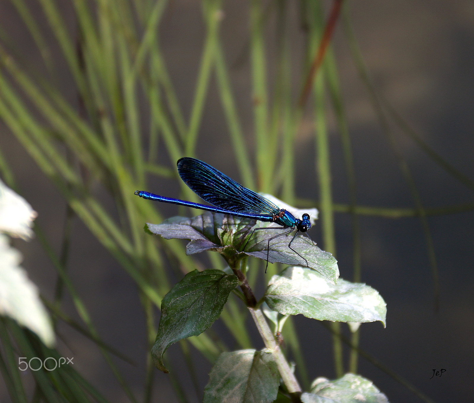 Canon EOS 760D (EOS Rebel T6s / EOS 8000D) + Canon EF-S 18-200mm F3.5-5.6 IS sample photo. Blue dragonfly (kravica, bih) photography