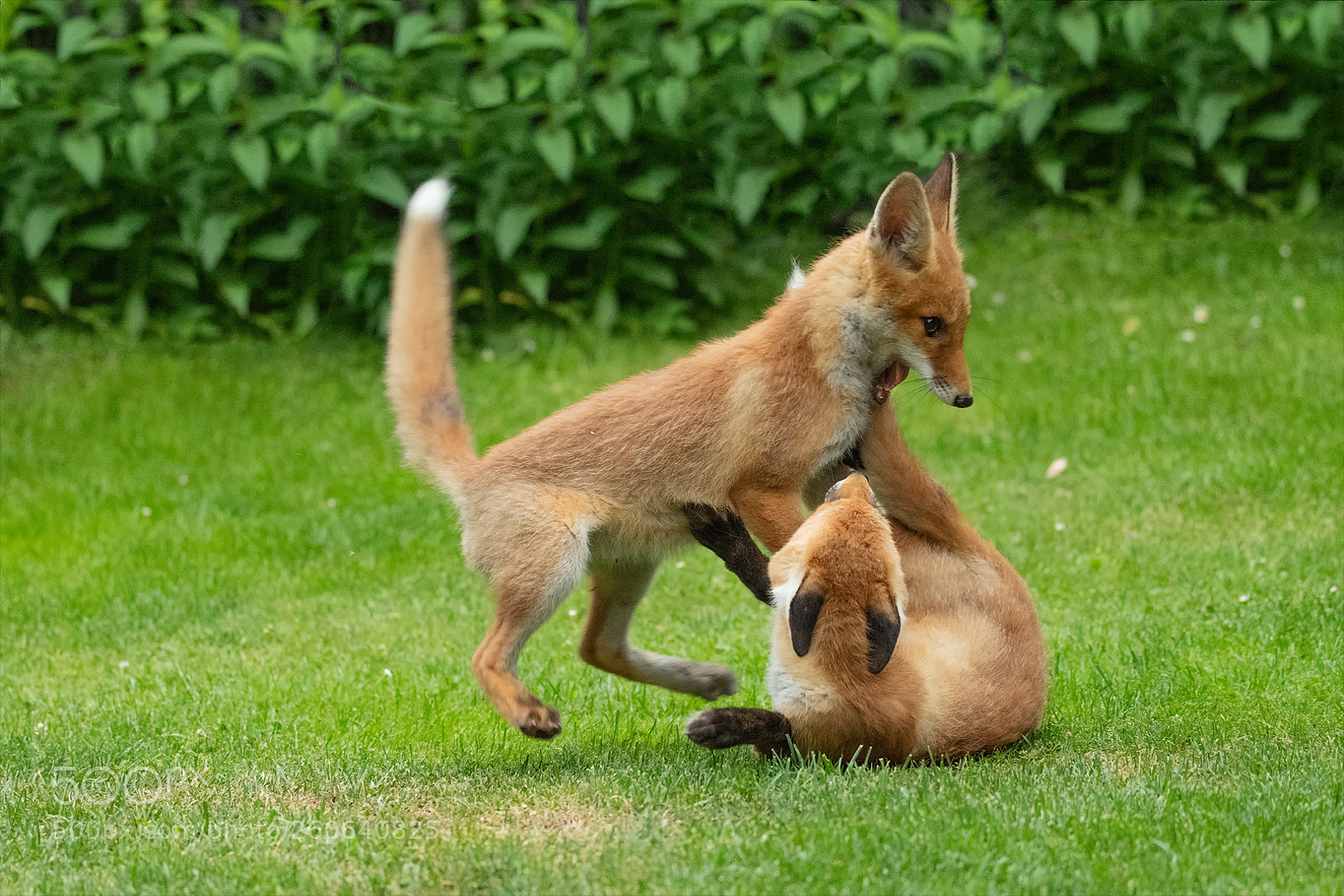 Nikon D850 sample photo. Playing kids! photography