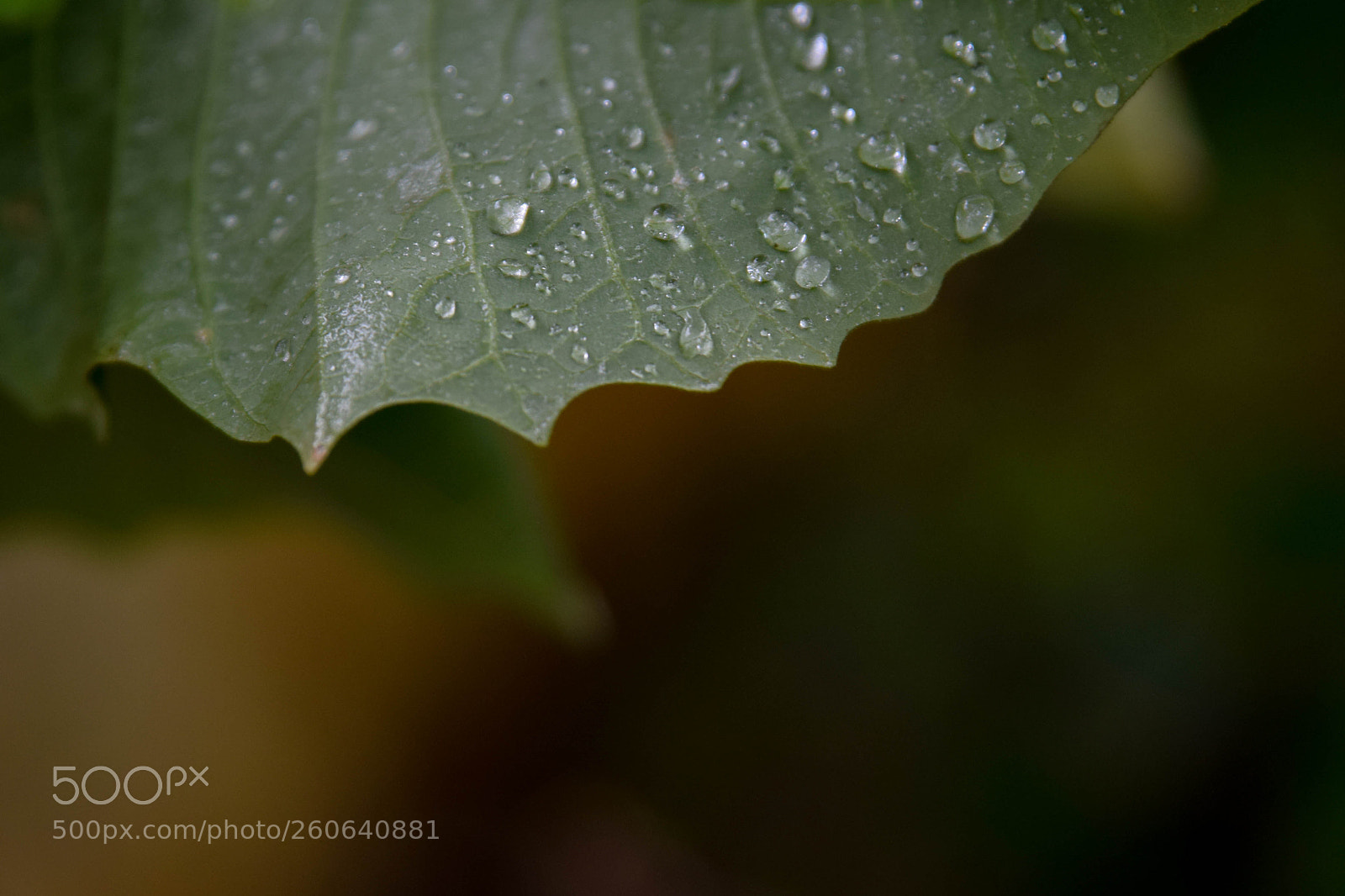 Nikon D5300 sample photo. Leafy drops photography