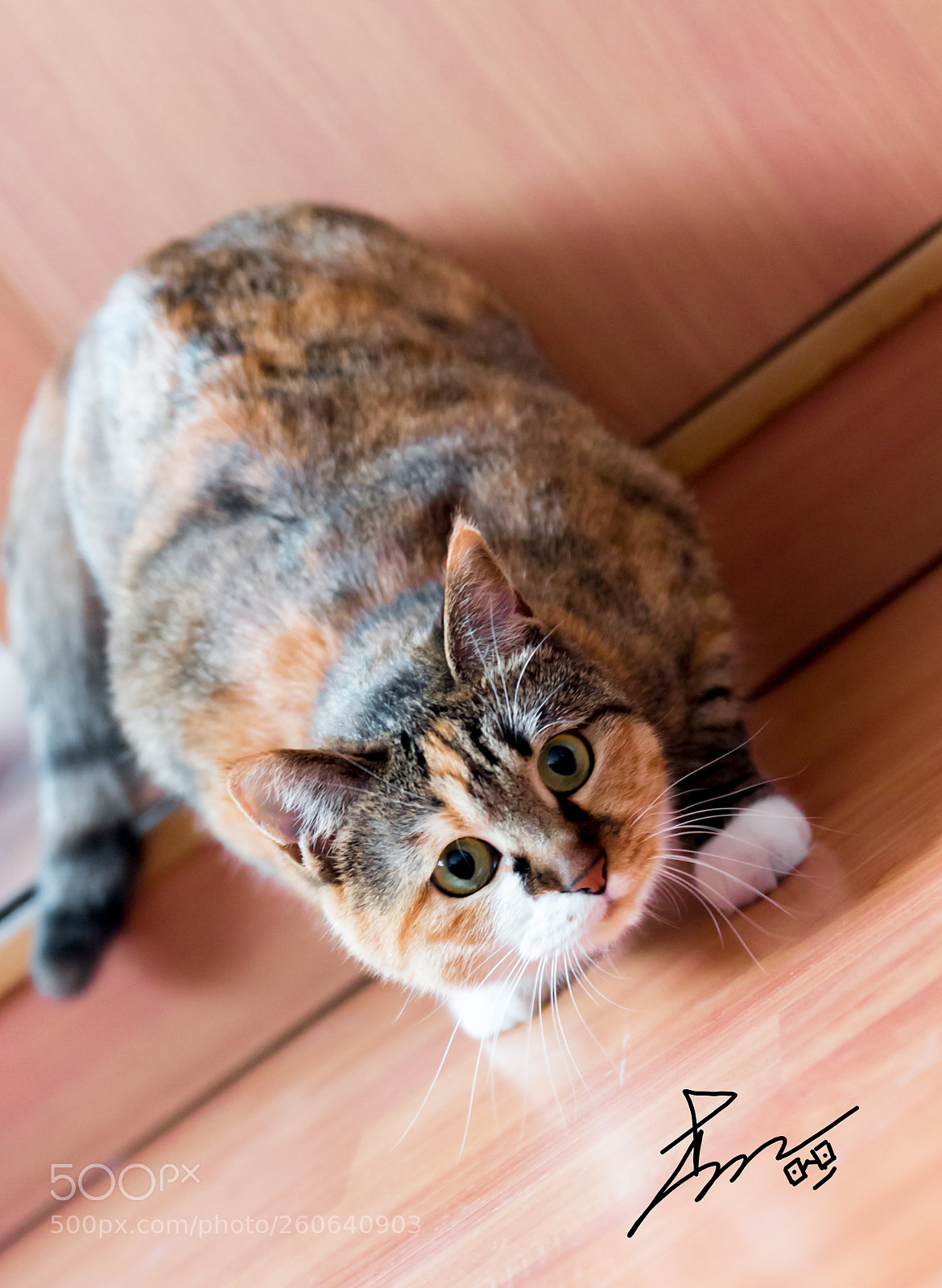 Canon EOS 70D sample photo. Untitled photography