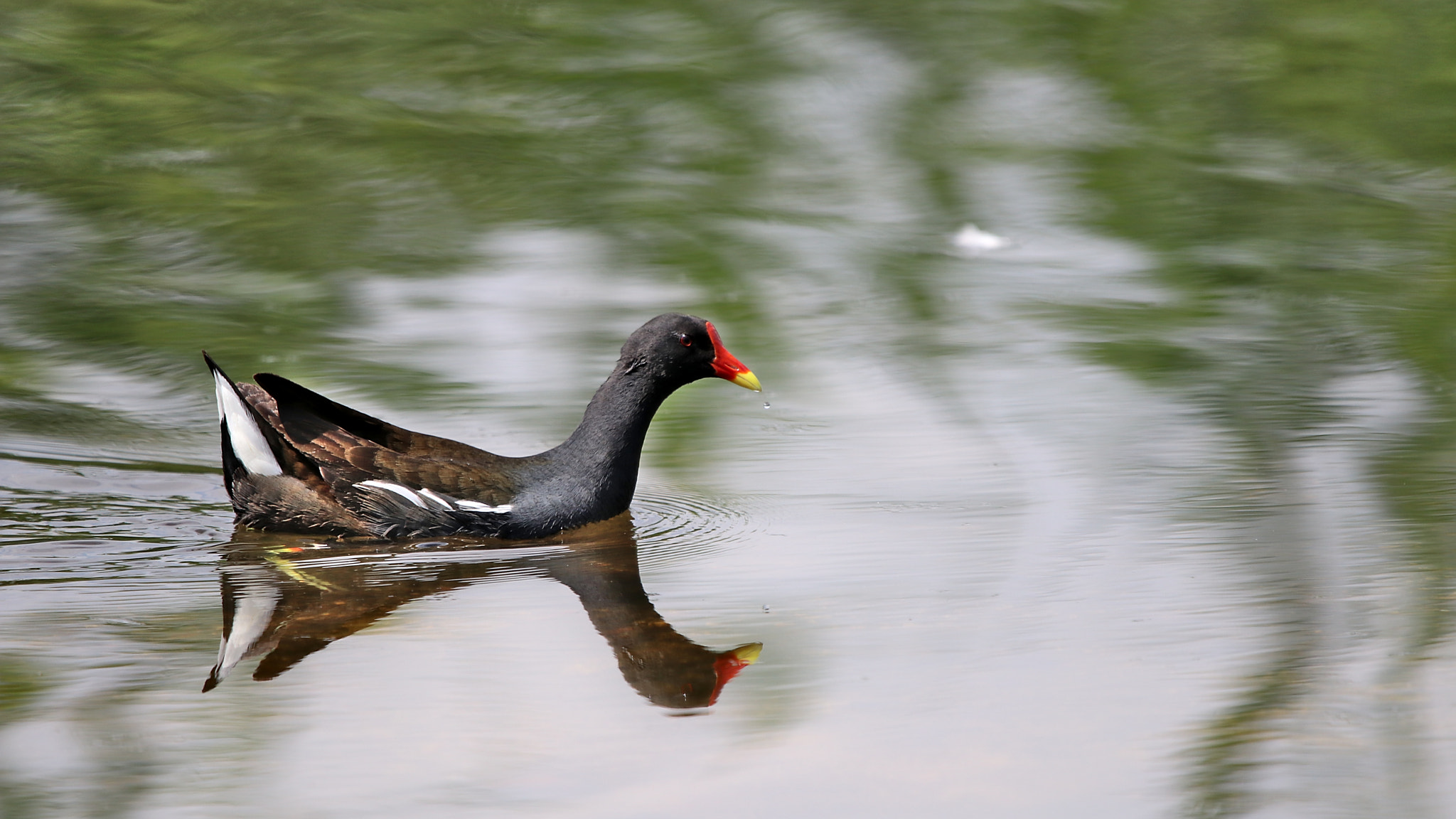 Sigma 150-600mm F5-6.3 DG OS HSM | C sample photo. Teichralle photography