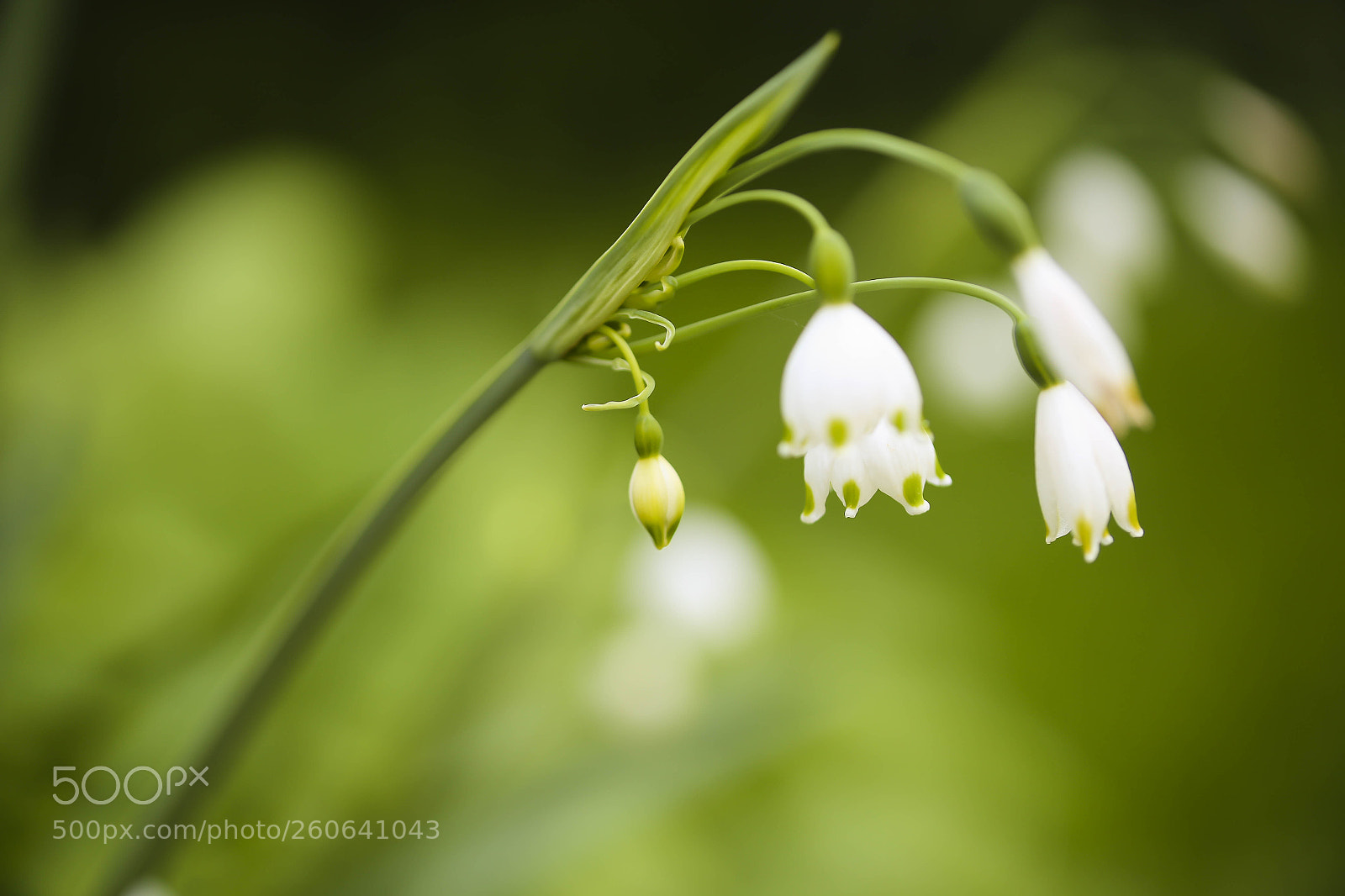 Canon EOS 6D sample photo. White summer flowers photography