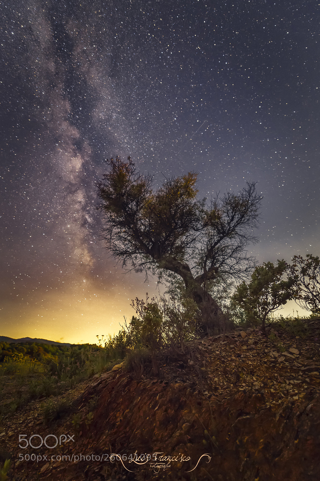 Nikon D850 sample photo. Tree stars photography