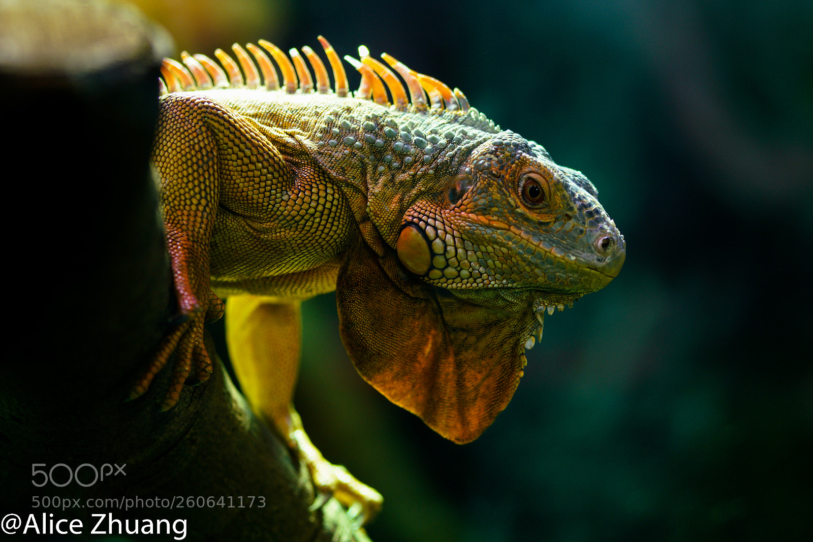 Sony a7R II sample photo. Lizard with vivid color photography