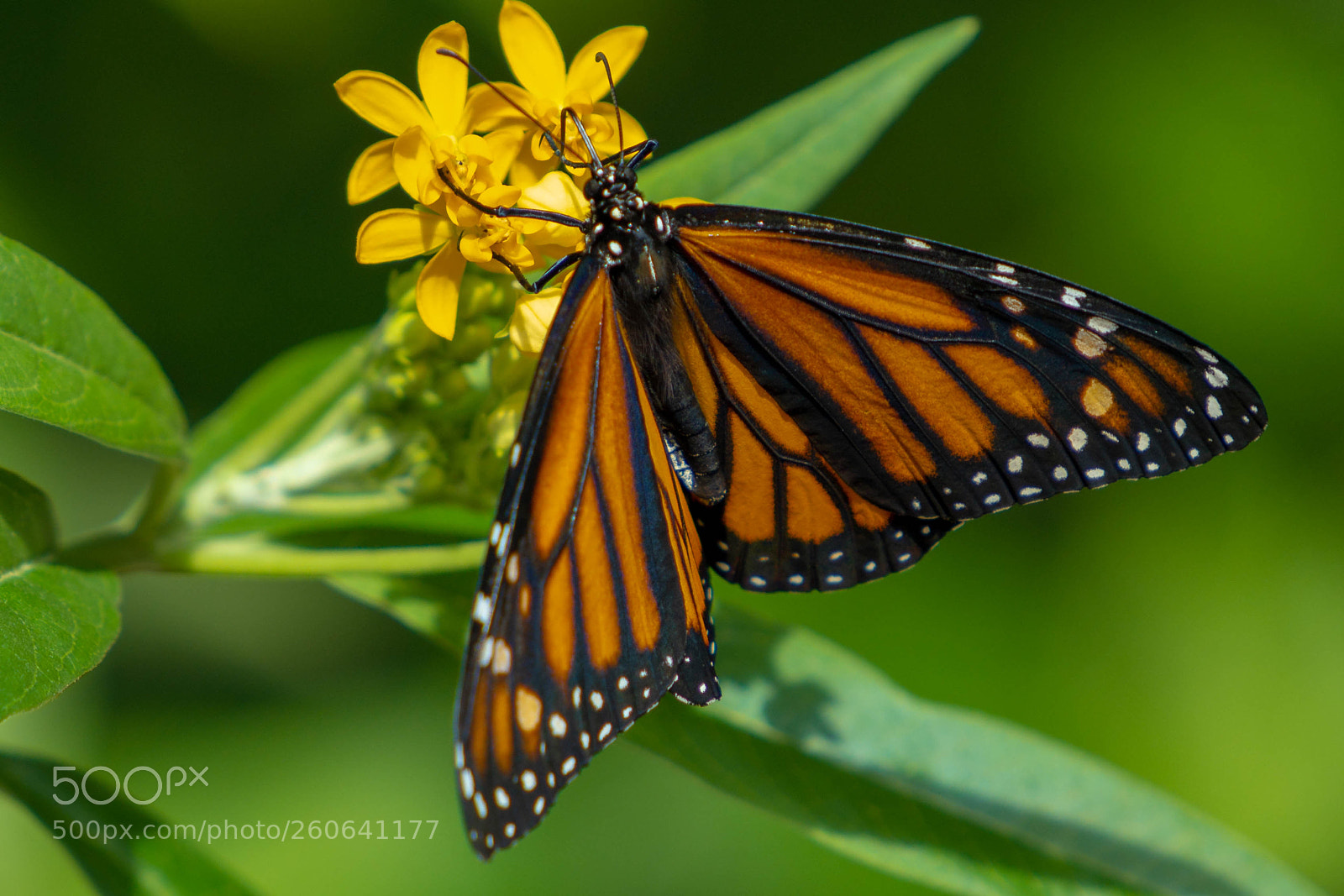 Sony a6000 sample photo. Butterfly photography