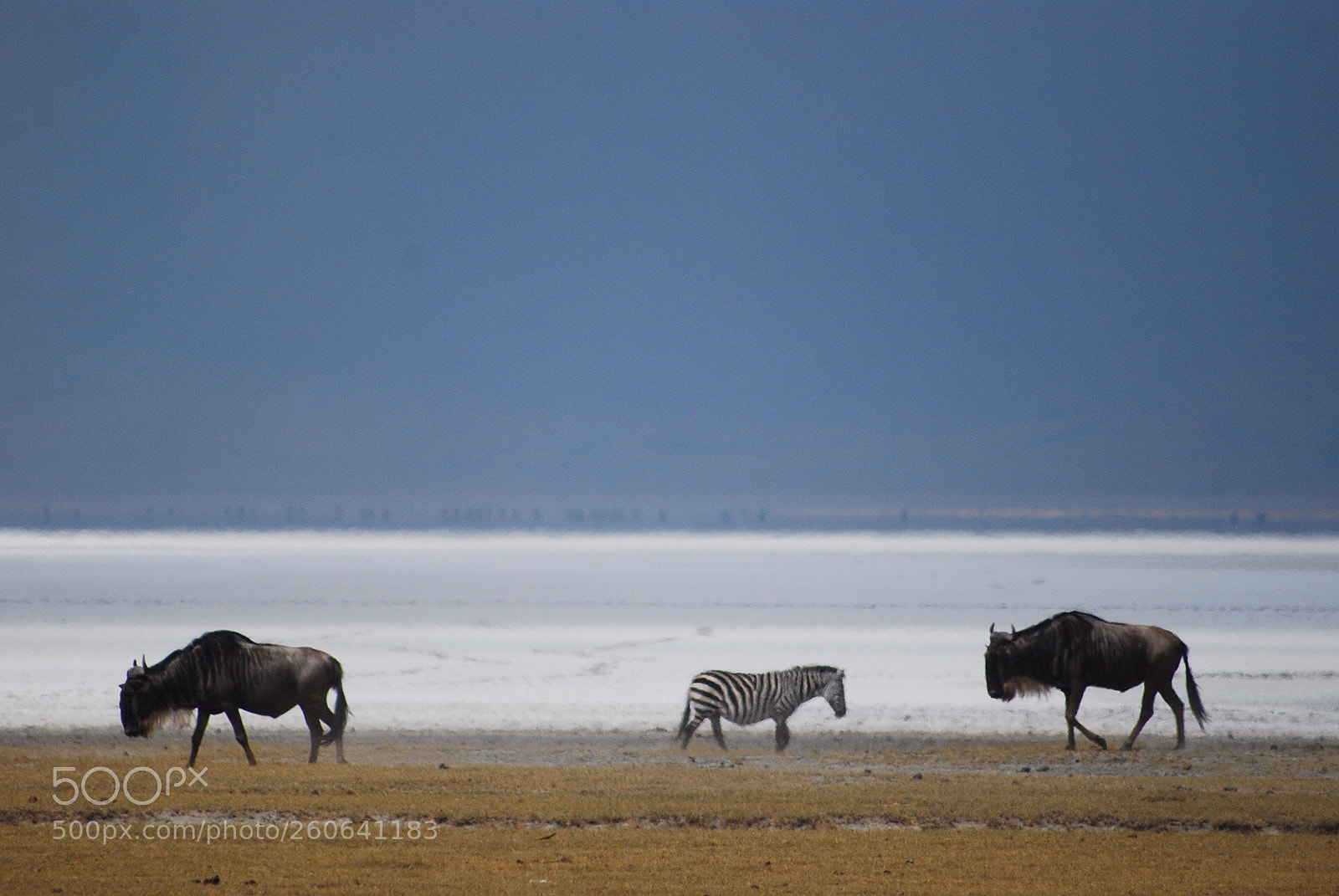 Nikon D40X sample photo. Ngorongoro photography