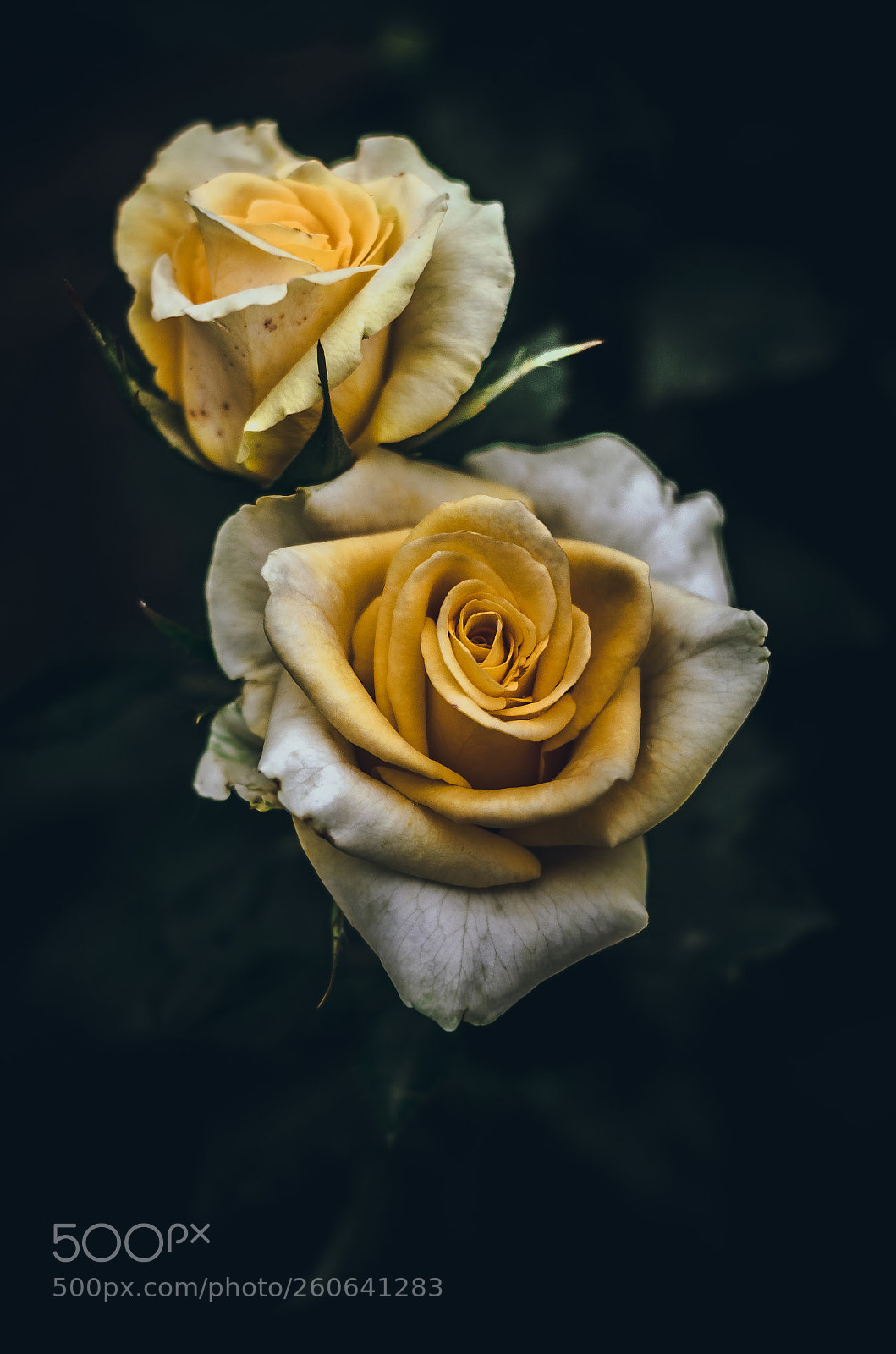 Nikon D7000 sample photo. Rose_dark photography