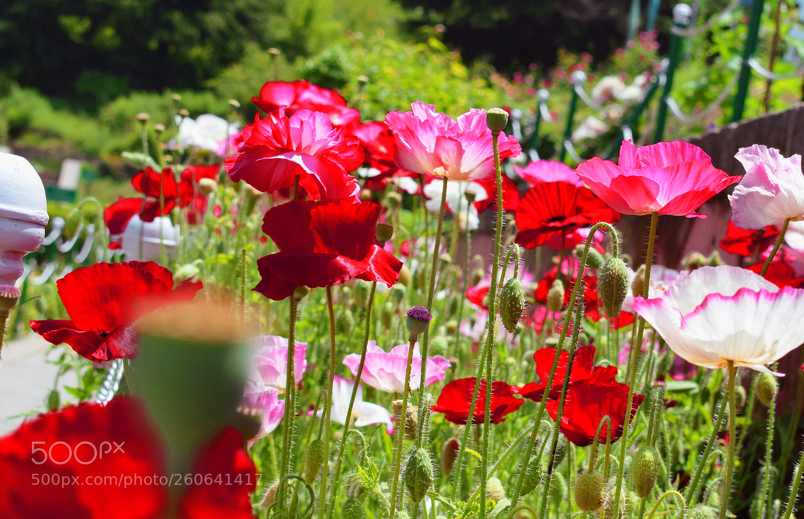 Nikon D3300 sample photo. Flower in kashmir photography