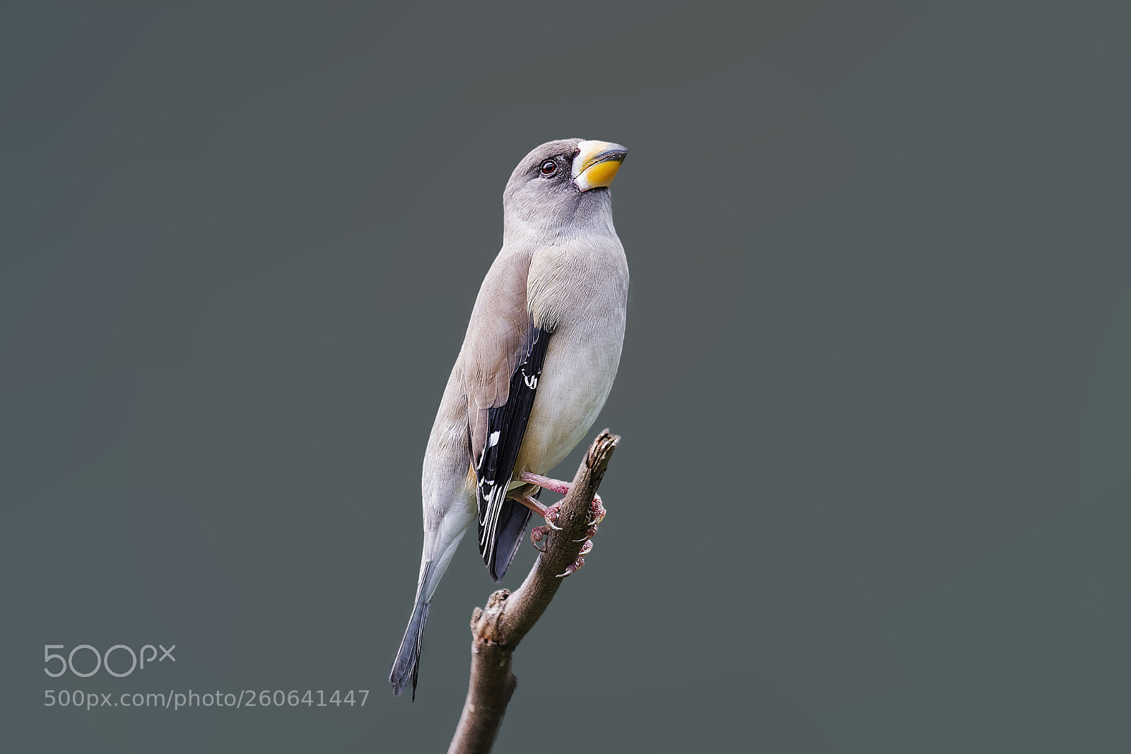 Nikon D4 sample photo. Japanese grosbeak photography