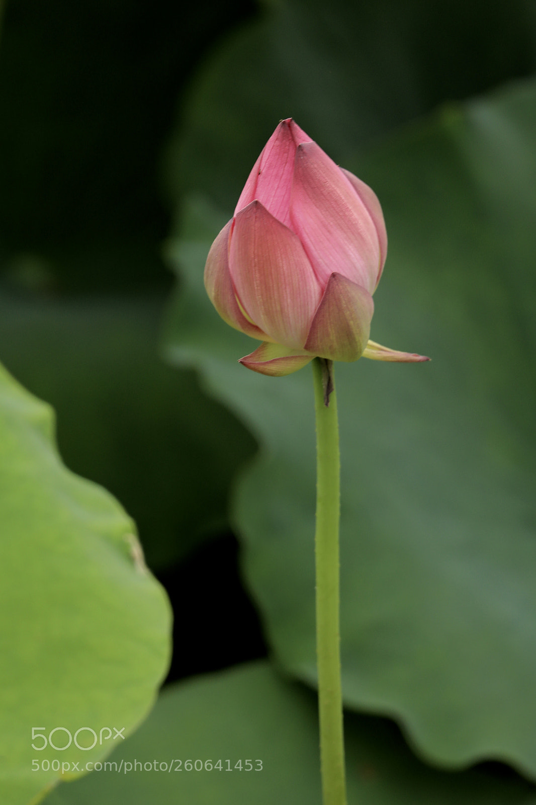 Canon EOS 5D Mark IV sample photo. 灼灼荷花瑞 亭亭出水中 photography