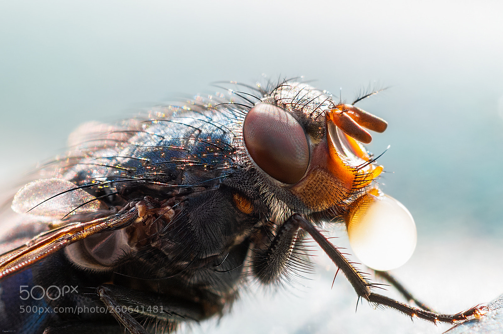 Nikon D850 sample photo. The fly. photography
