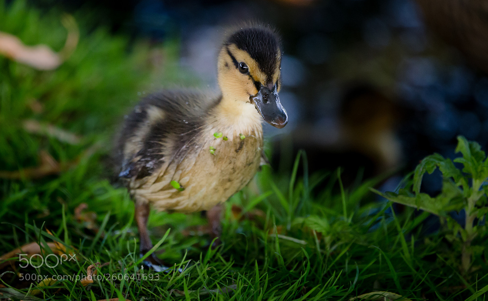 Canon EOS 6D sample photo. Cuteness photography