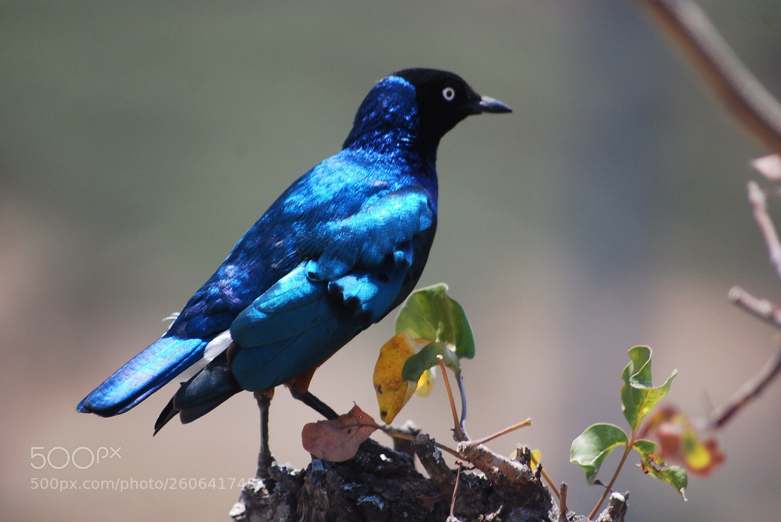 Nikon D40X sample photo. Blue bird photography
