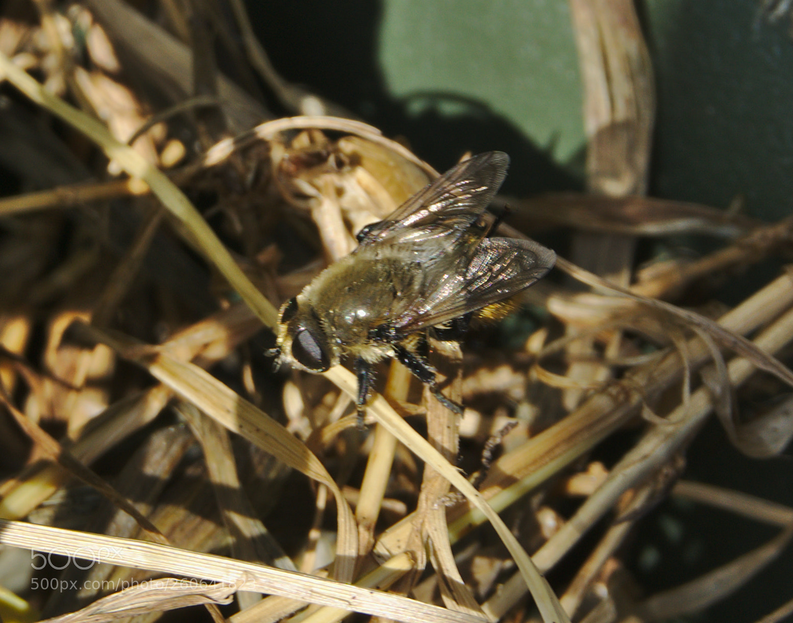 Sony a6000 sample photo. Fly photography