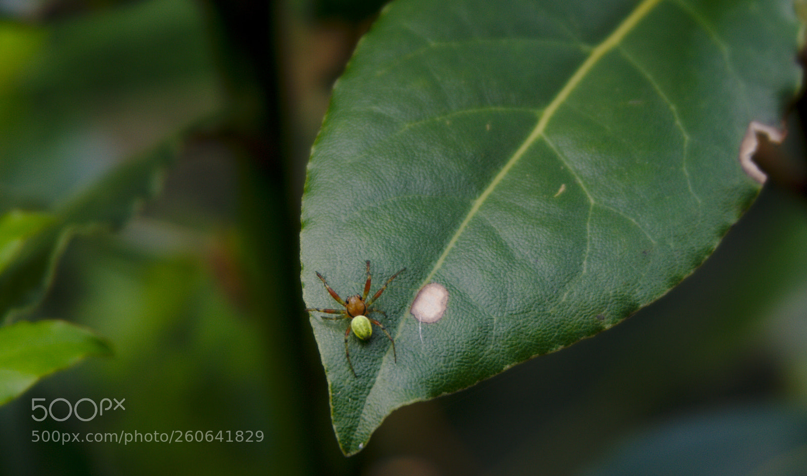 Sony a6000 sample photo. Leaf spider photography
