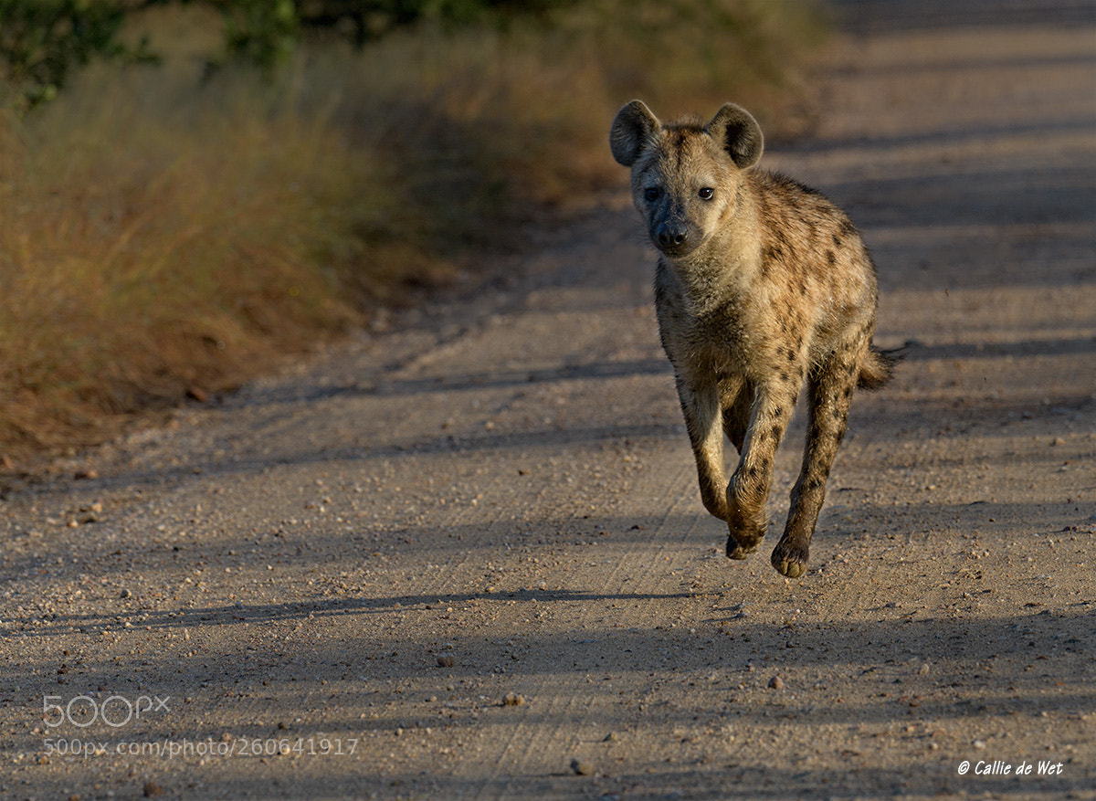 Nikon D850 sample photo. Early jogger photography