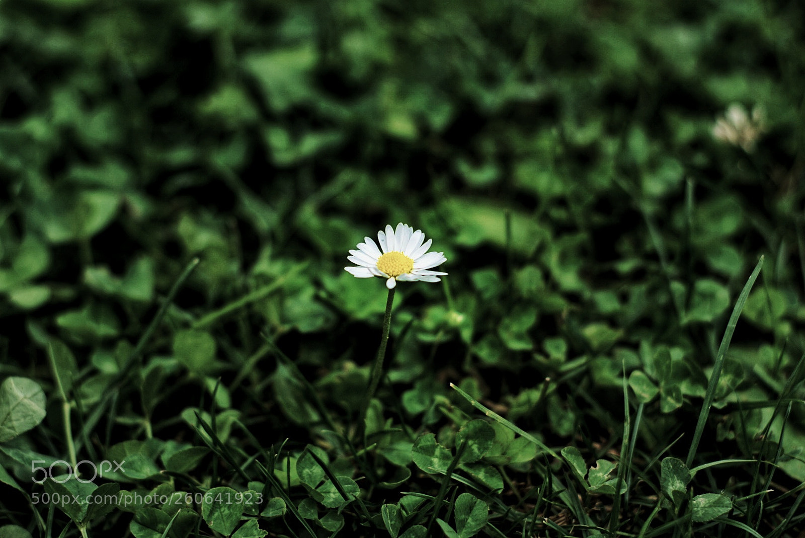 Sony a6000 sample photo. Lonesome photography