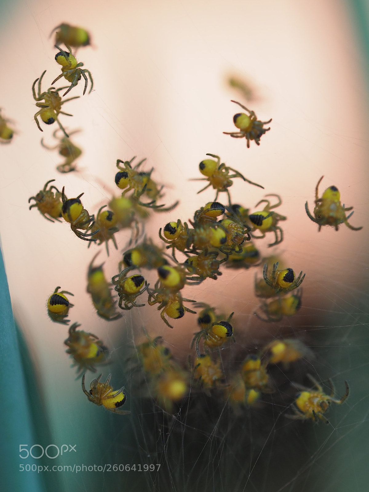 Olympus OM-D E-M1 Mark II sample photo. Baby garden spiders photography