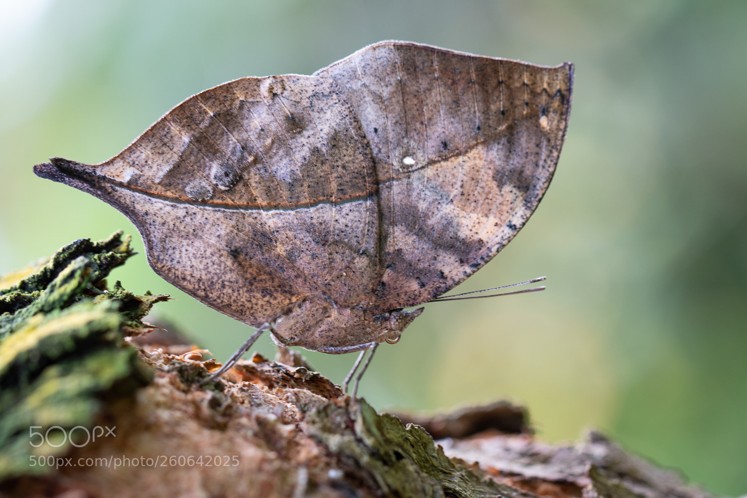Canon EOS 70D sample photo. Dead leaf butterfly photography