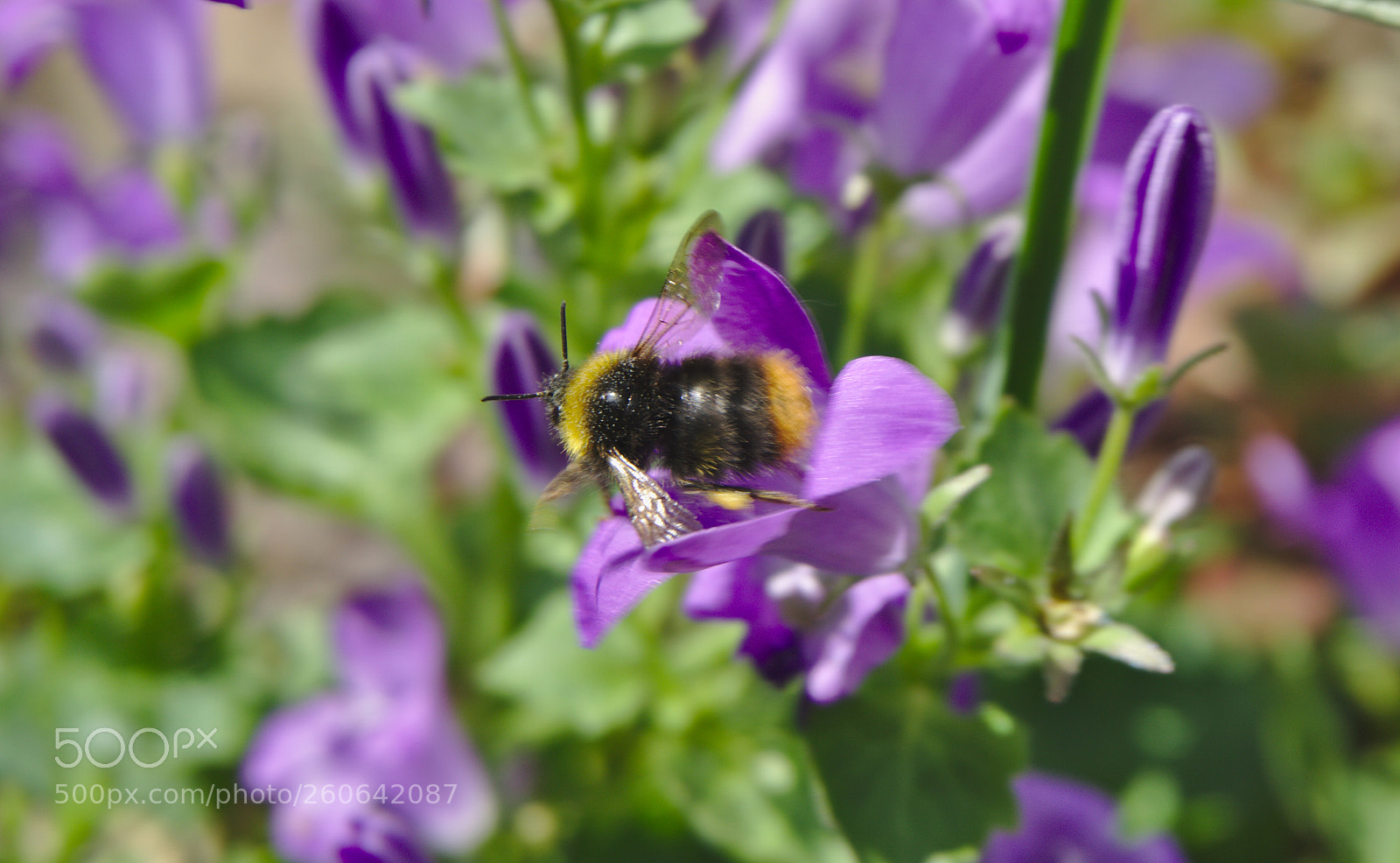 Sony a6000 sample photo. Bee photography