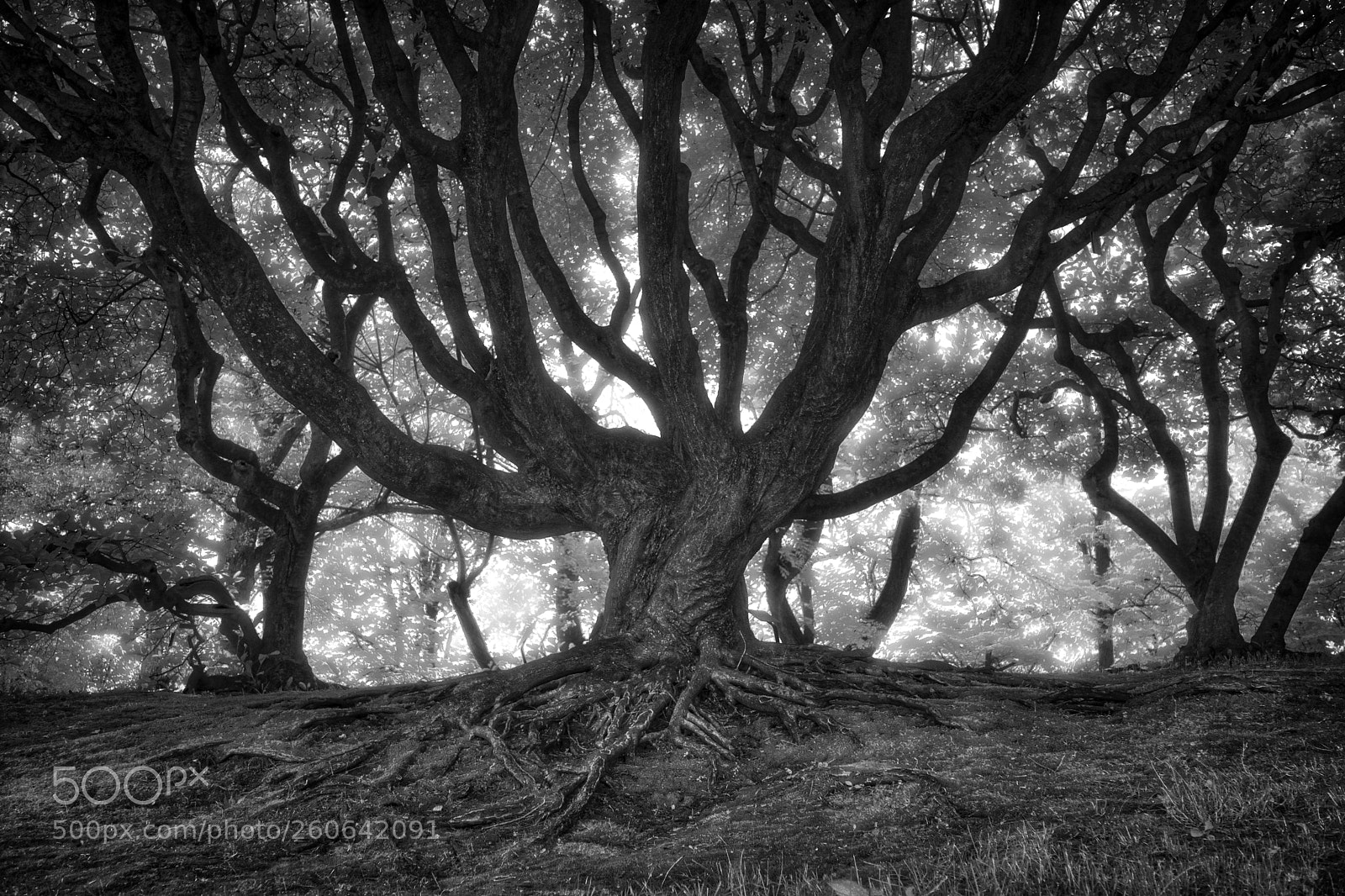 Sony a7 II sample photo. Old tree, new day photography
