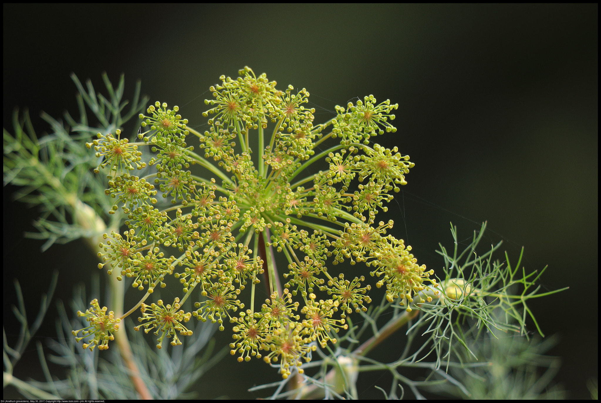 Canon EF 70-300 F4-5.6 IS II USM sample photo. Dill (anethum graveolens) photography