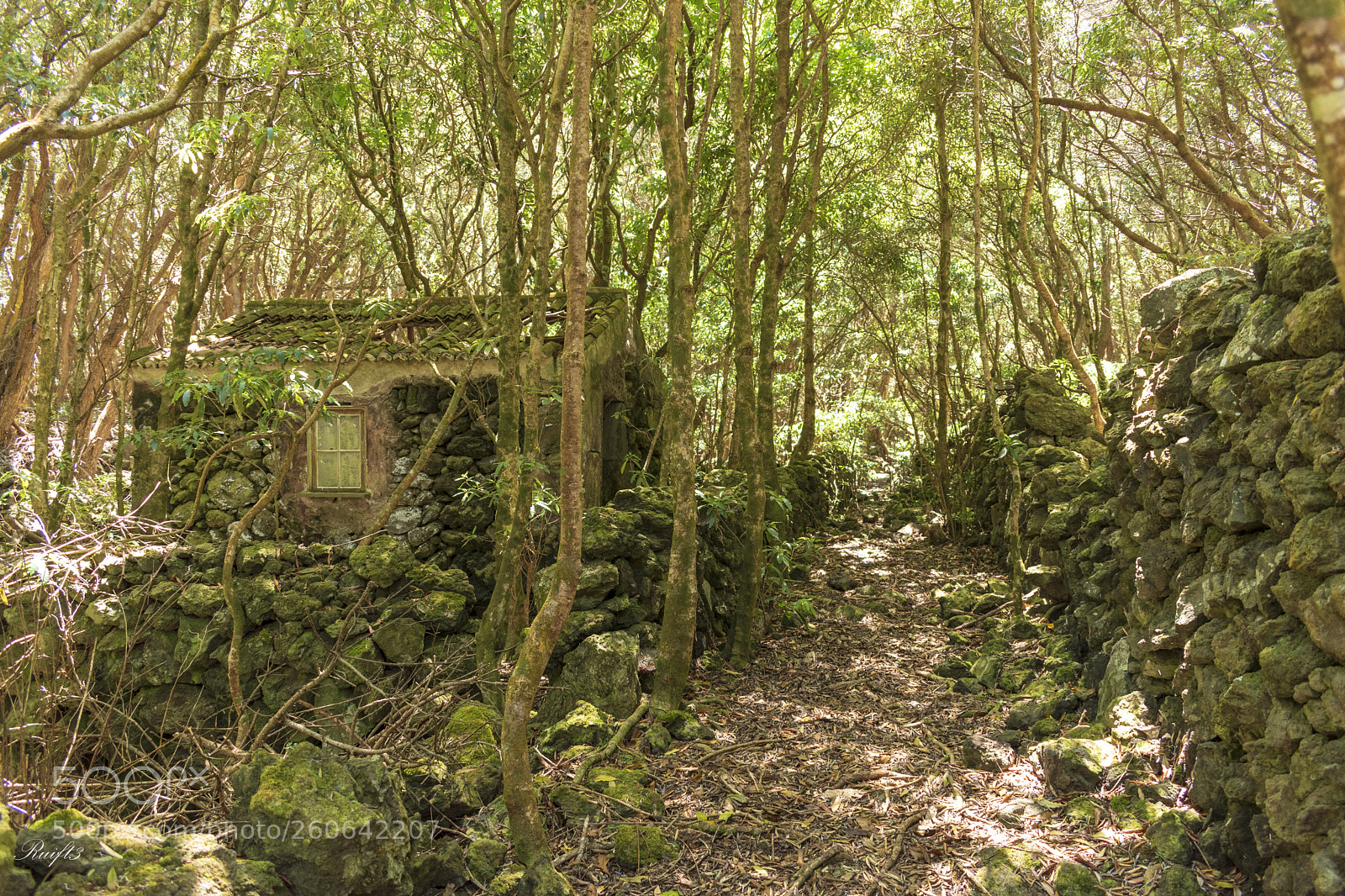 Nikon D5600 sample photo. House in the forest photography