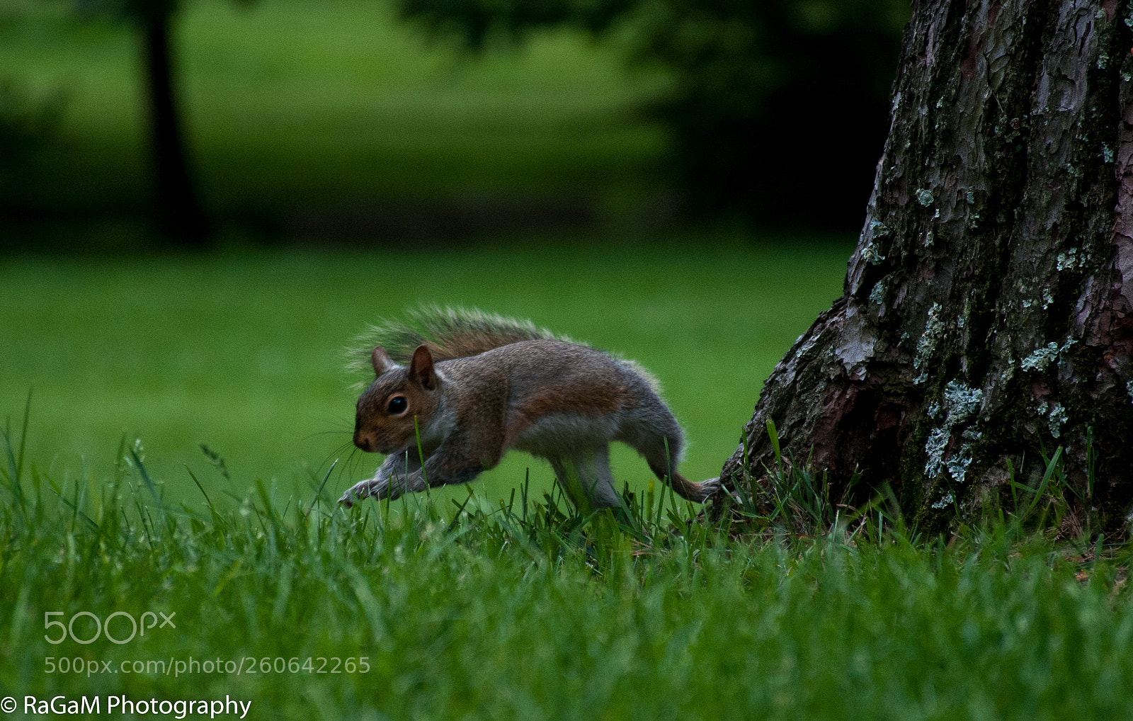 Nikon D300 sample photo. Squirrel jump photography