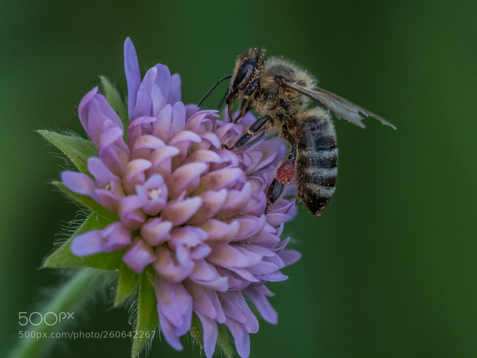 Olympus OM-D E-M1 Mark II sample photo. Thirsty bee photography
