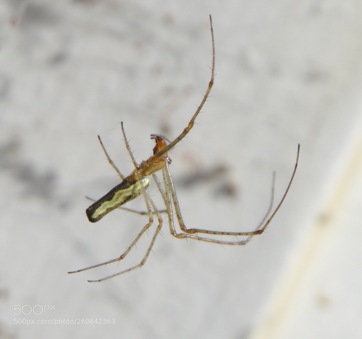 Sony a6000 sample photo. Flying spider photography