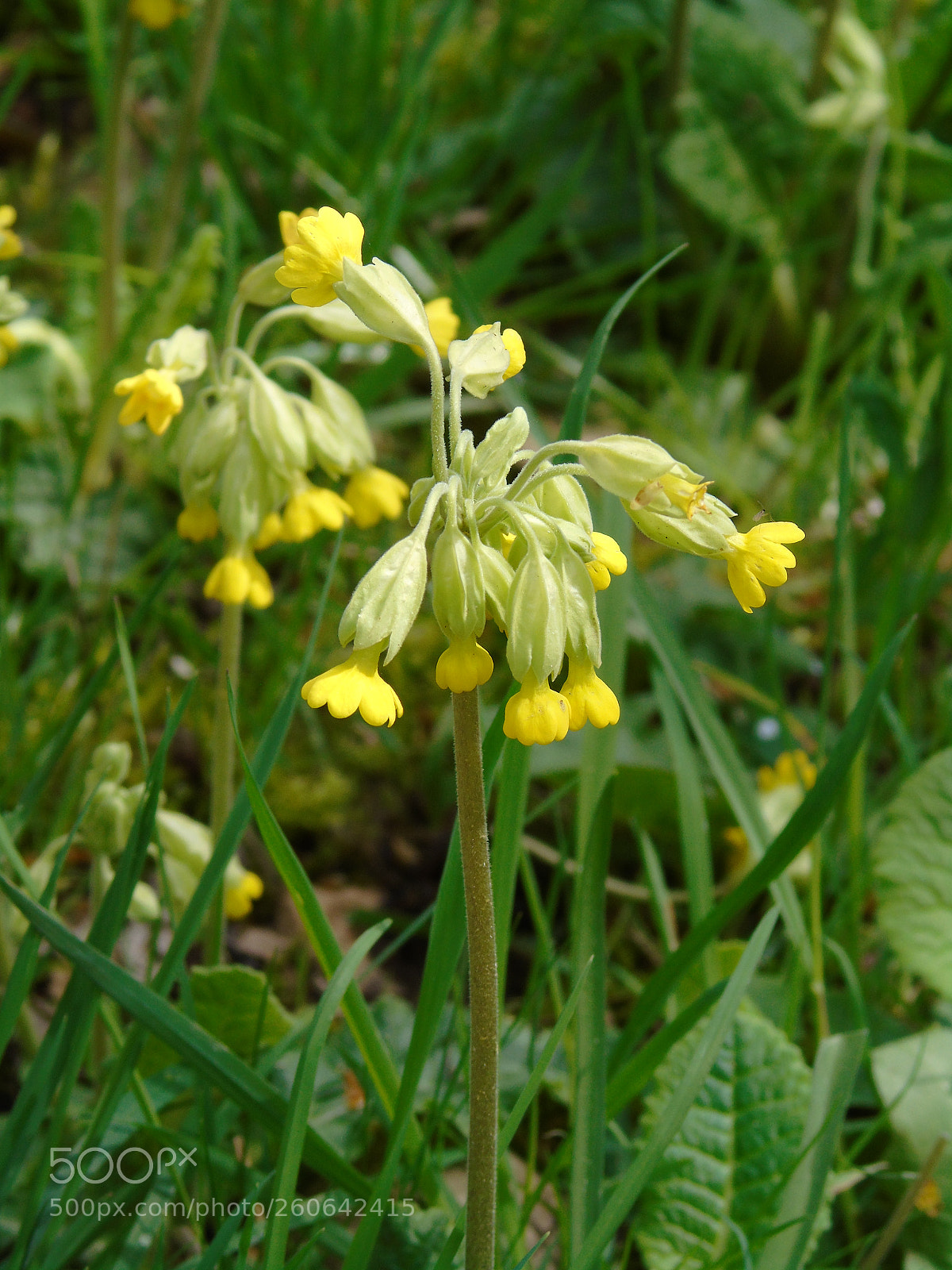 Sony Cyber-shot DSC-H400 sample photo. Cowslip yellow flowers in photography