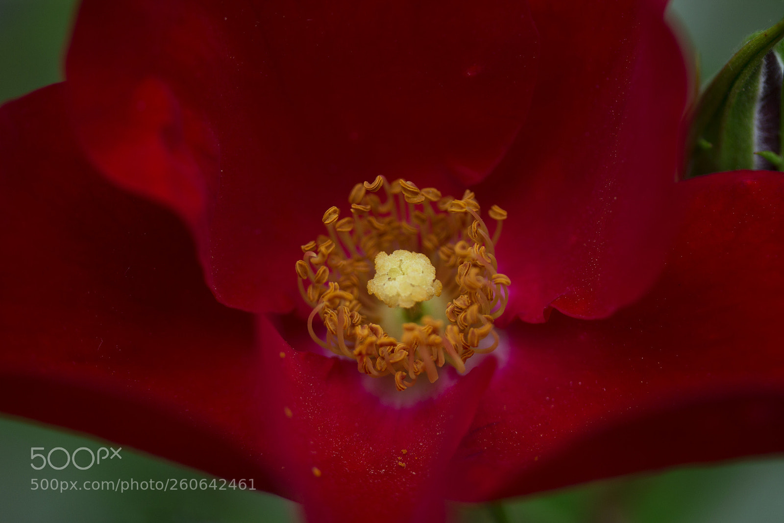 Canon EOS 60D sample photo. Bodendecker rose 'bassino' ® photography