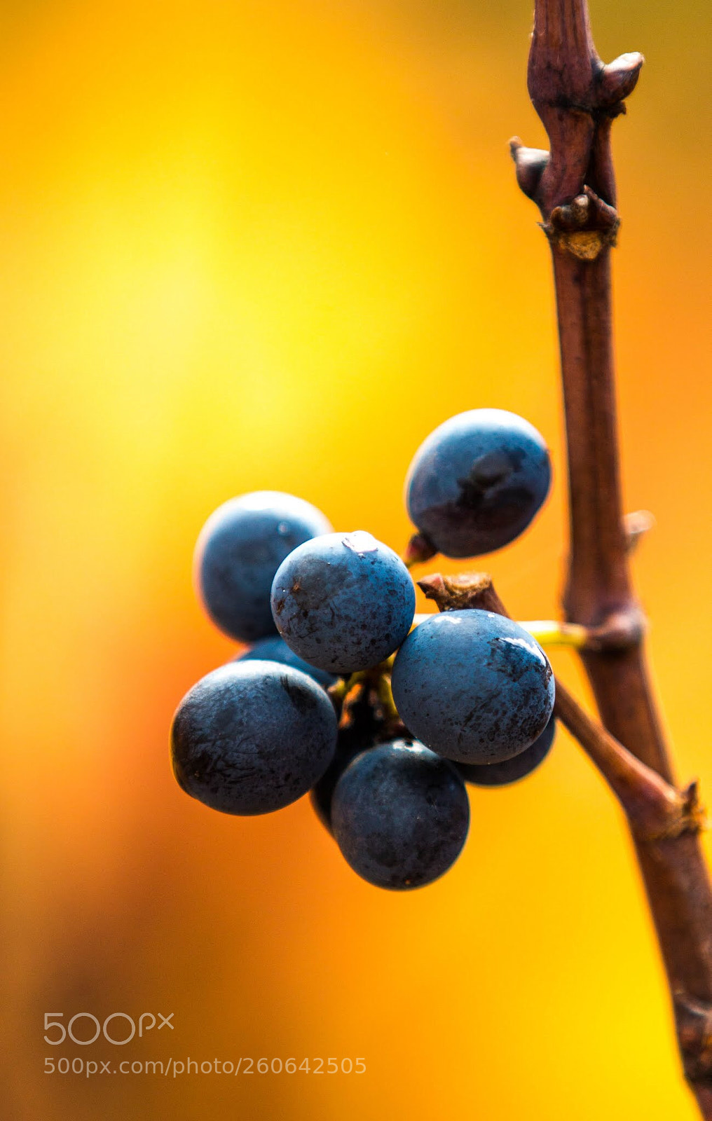 Canon EOS 70D sample photo. When wine soon there...  photography
