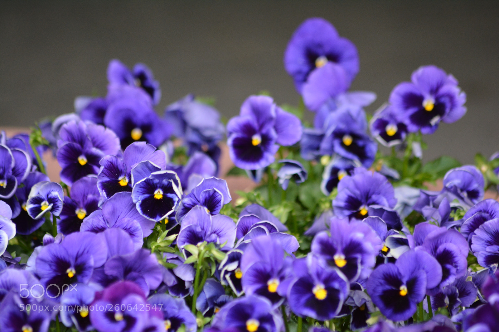 Nikon D7100 sample photo. Sunday purple photography