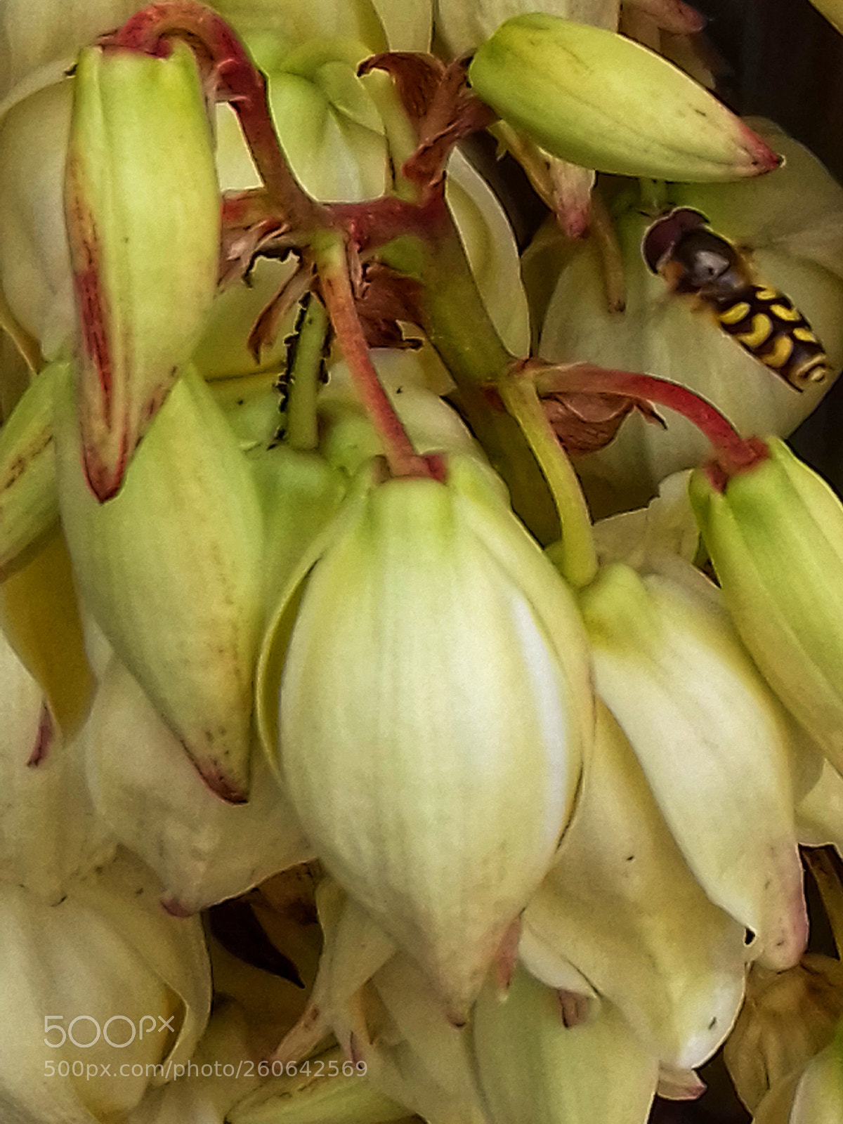 Samsung Galaxy Grand Prime sample photo. Have a nice day (- photography