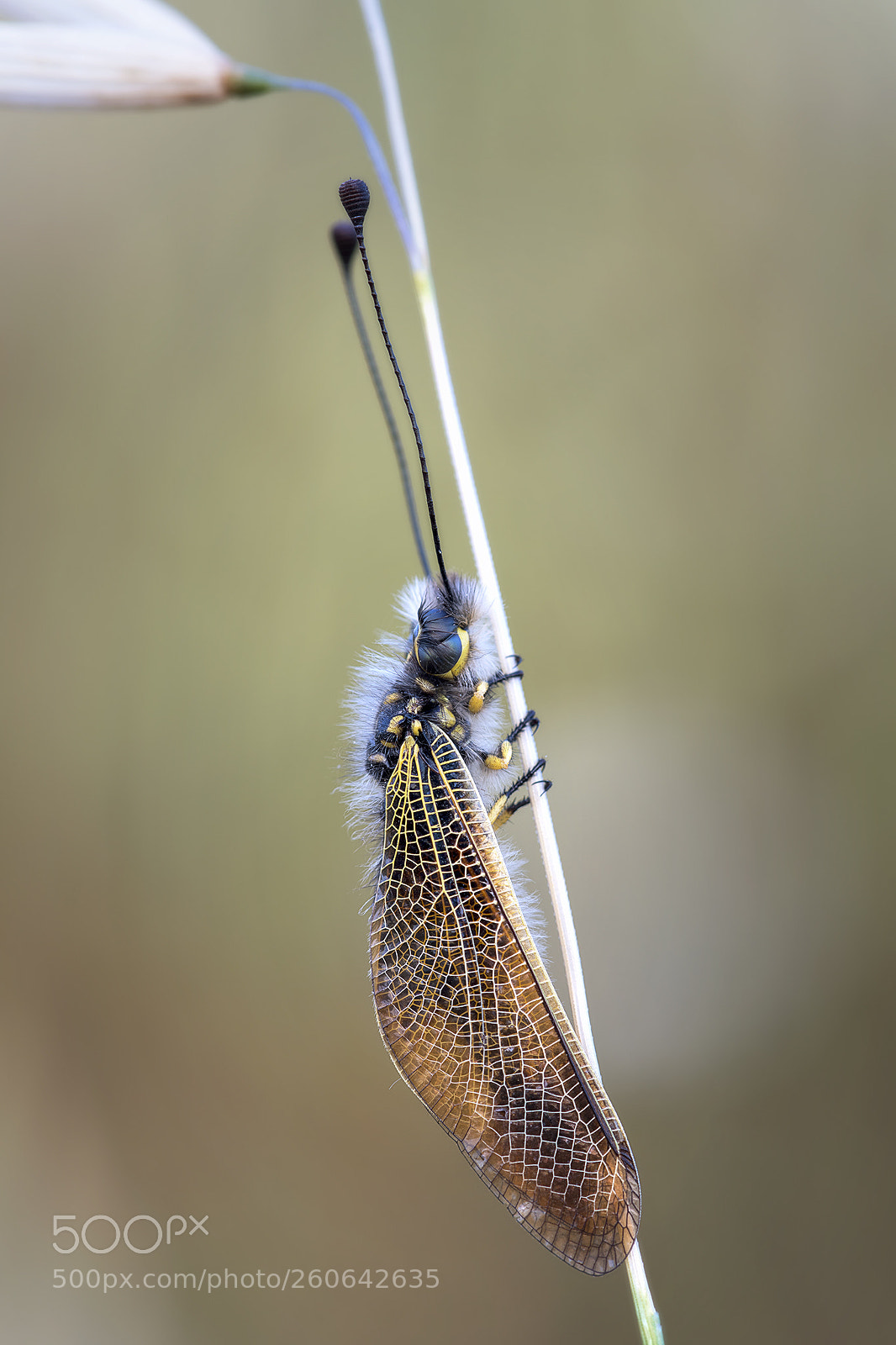 Nikon D850 sample photo. Libelloides photography