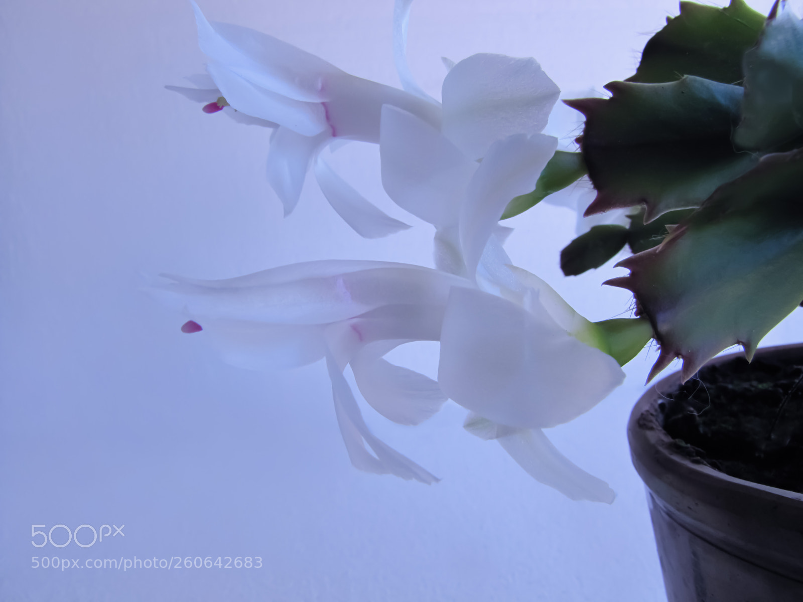 Canon PowerShot SX20 IS sample photo. Cactus flower r! photography