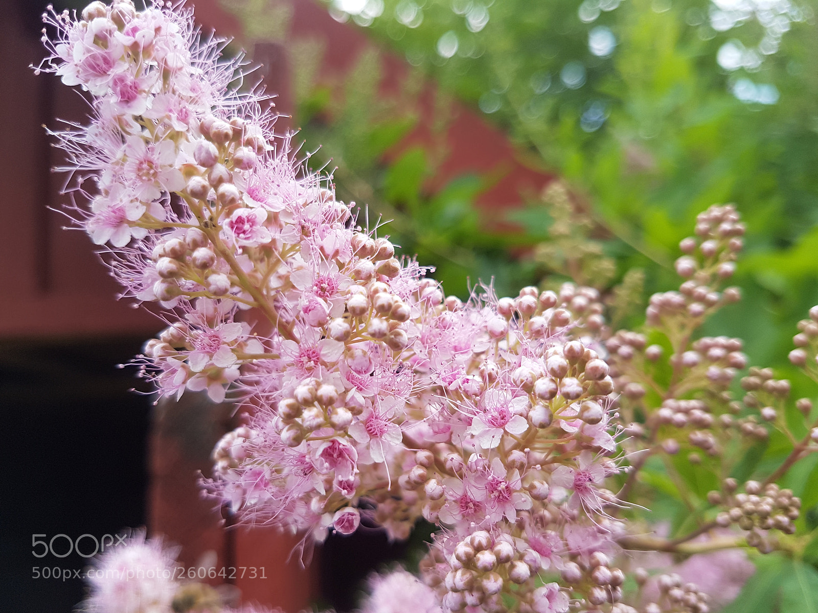 Samsung Galaxy S7 Edge sample photo. Lilac flower's blossoming. photography