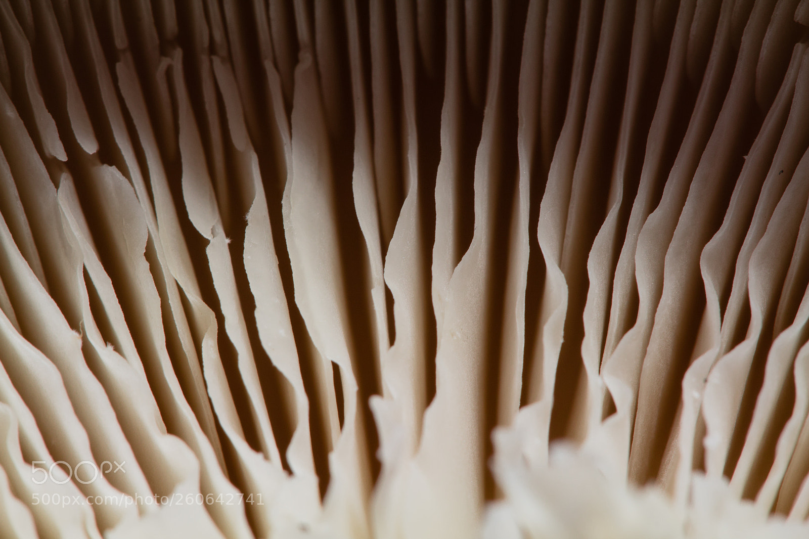 Canon EOS 1300D (EOS Rebel T6 / EOS Kiss X80) sample photo. Macro mushroom photography