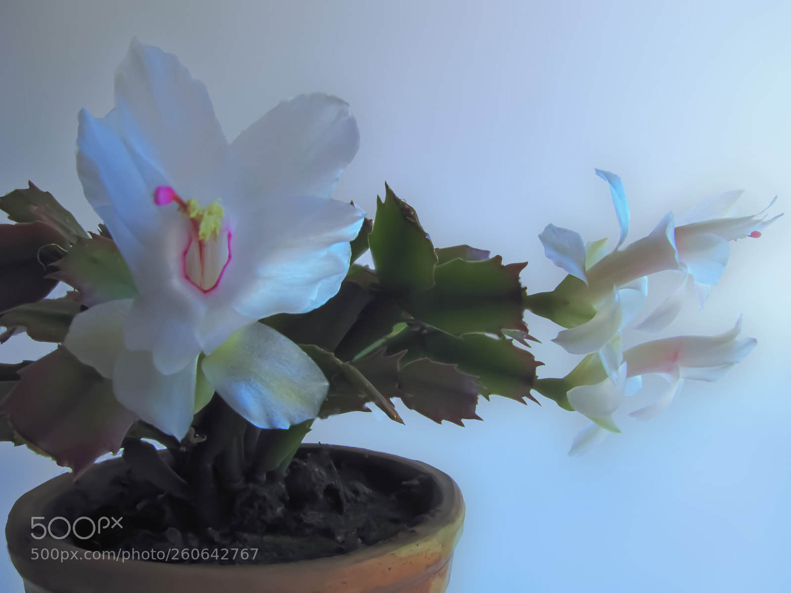 Canon PowerShot SX20 IS sample photo. Cactus flowers photography