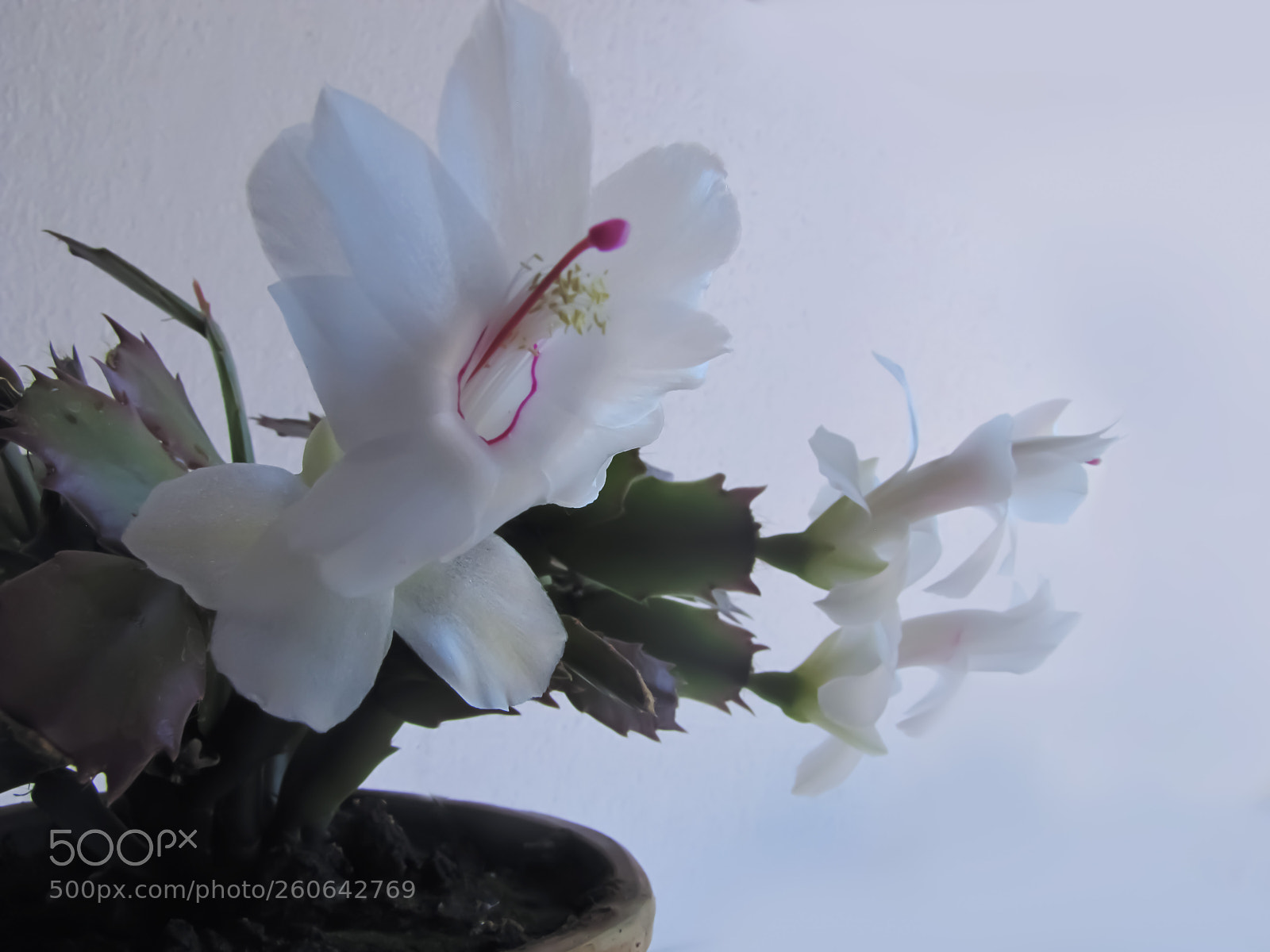 Canon PowerShot SX20 IS sample photo. Cactus flower photography