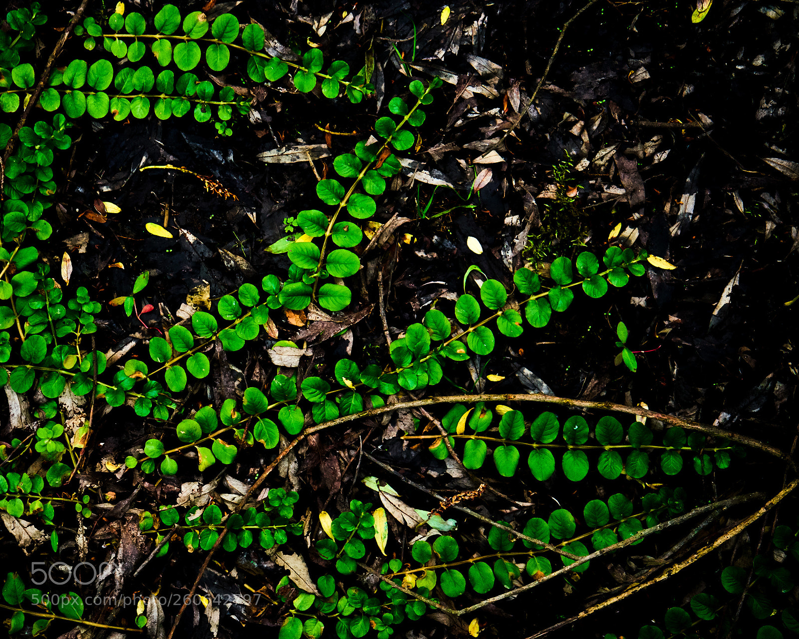 Sony a7 sample photo. Filling the dark photography