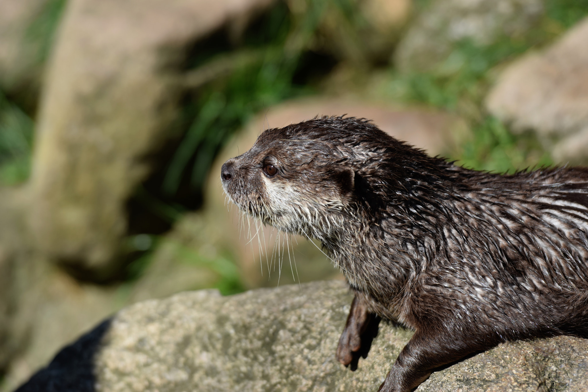 Nikon AF-S Nikkor 70-200mm F2.8G ED VR II sample photo. Otter photography