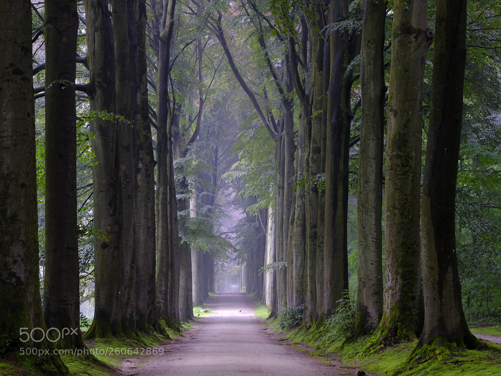 Fujifilm GFX 50S sample photo. A cathedral of trees photography